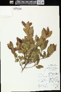 Ceanothus herbaceus image