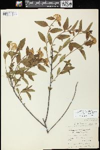 Ceanothus herbaceus image