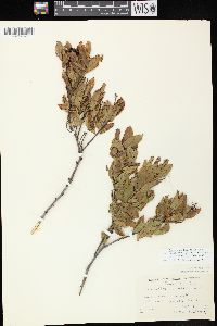 Ceanothus herbaceus image