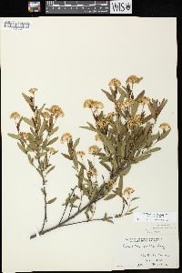 Ceanothus herbaceus image