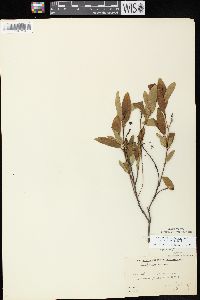 Ceanothus herbaceus image