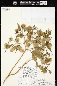 Physalis longifolia image