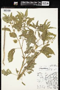 Physalis longifolia image