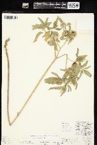 Physalis longifolia image