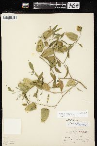 Physalis longifolia var. subglabrata image