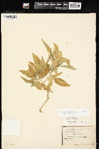 Physalis longifolia image