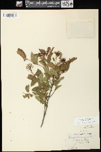 Ceanothus herbaceus image