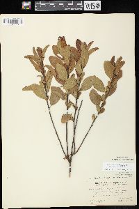 Ceanothus herbaceus image