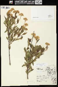 Ceanothus herbaceus image