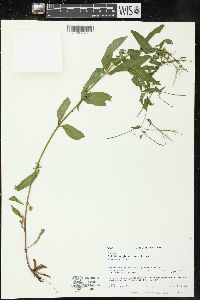 Epilobium glaberrimum subsp. glaberrimum image