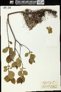 Rhamnus alnifolia image