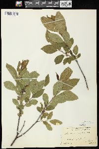 Rhamnus alnifolia image