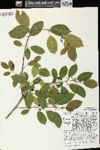 Frangula alnus image