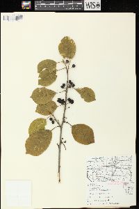 Frangula alnus image