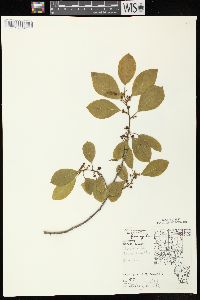 Frangula alnus image