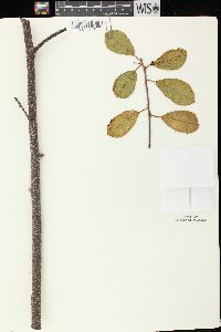 Frangula alnus image