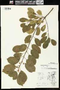 Frangula alnus image