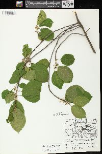 Frangula alnus image