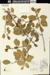 Frangula alnus image