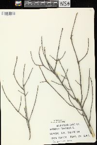 Frangula alnus image