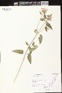 Monarda fistulosa subsp. fistulosa image