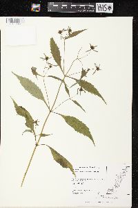 Bidens tripartita image