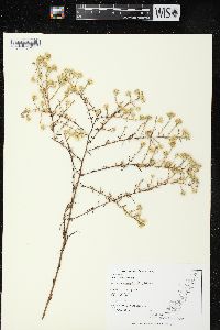 Symphyotrichum pilosum var. pringlei image