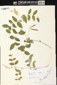 Lathyrus ochroleucus image