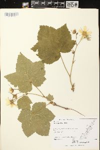 Rubus parviflorus image