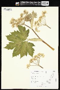 Heracleum maximum image