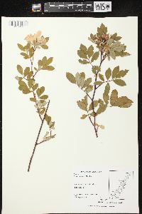 Rosa palustris image