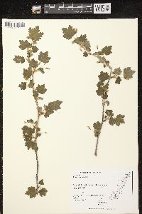 Ribes cynosbati image