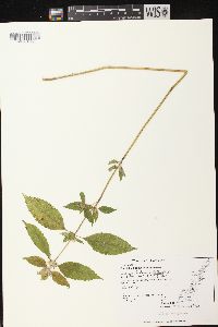 Galeopsis tetrahit image