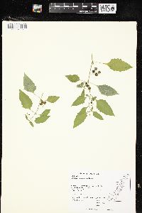 Solanum ptychanthum image