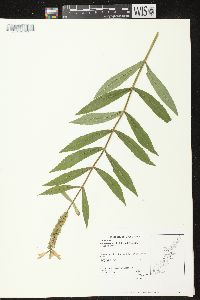 Physostegia virginiana subsp. virginiana image