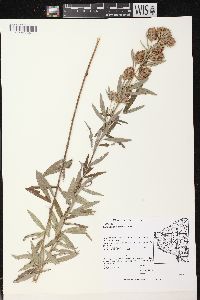 Lespedeza capitata image