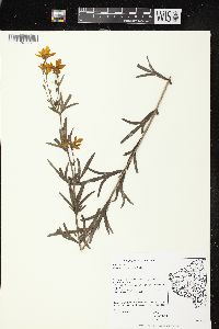 Coreopsis palmata image