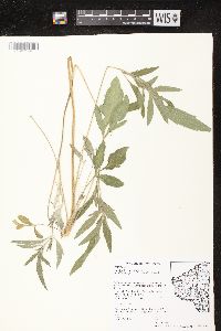 Ratibida pinnata image