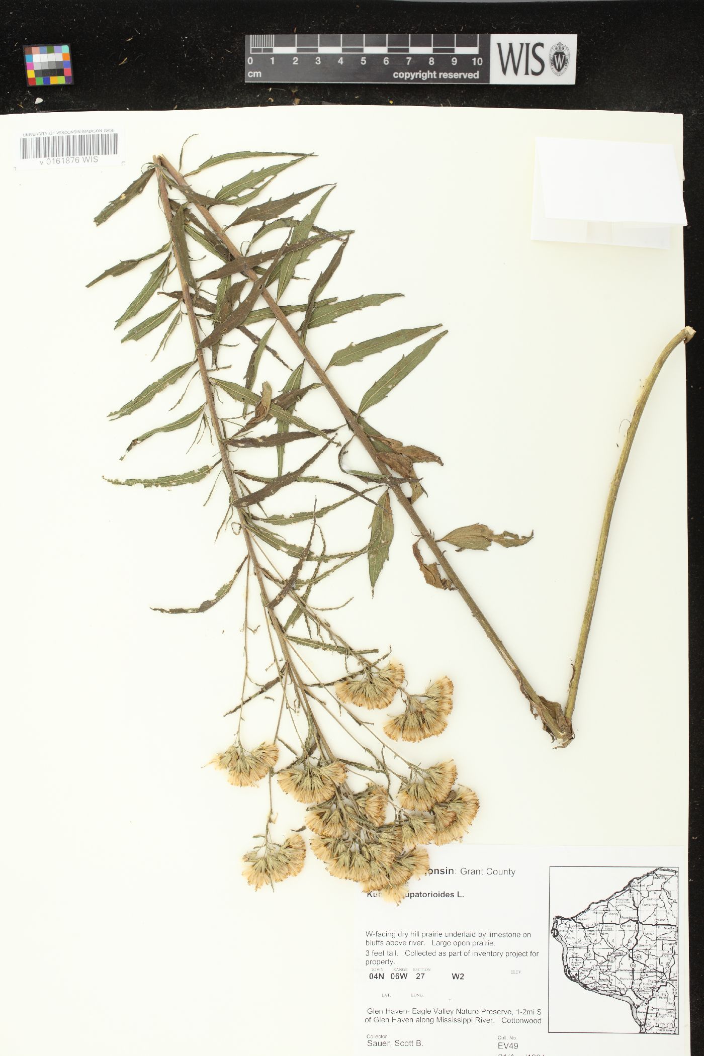 Kuhnia eupatorioides var. corymbulosa image