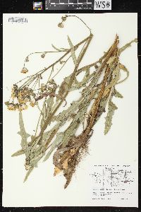 Sonchus arvensis image