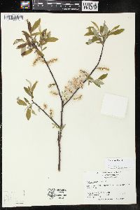 Salix sericea image