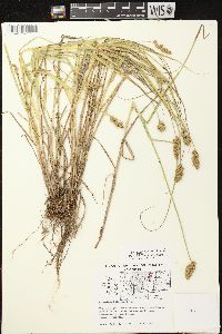 Carex projecta image