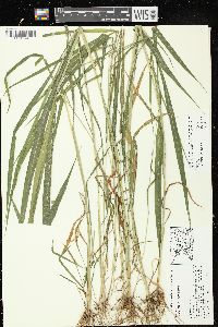 Setaria faberi image