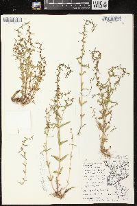 Veronica peregrina subsp. xalapensis image