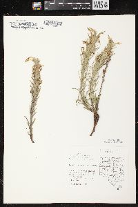 Castilleja sessiliflora image