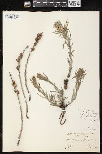 Castilleja sessiliflora image