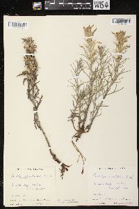 Castilleja sessiliflora image