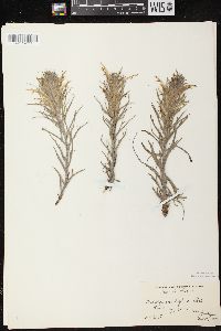 Castilleja sessiliflora image