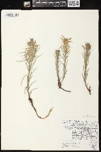 Castilleja sessiliflora image