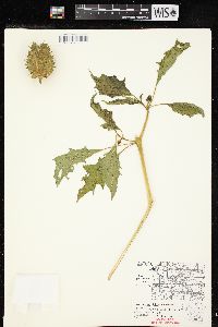 Datura stramonium image